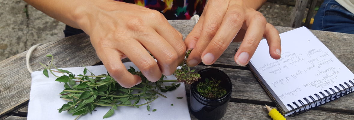 Phytothérapie pratique : reconnaissance & préparations