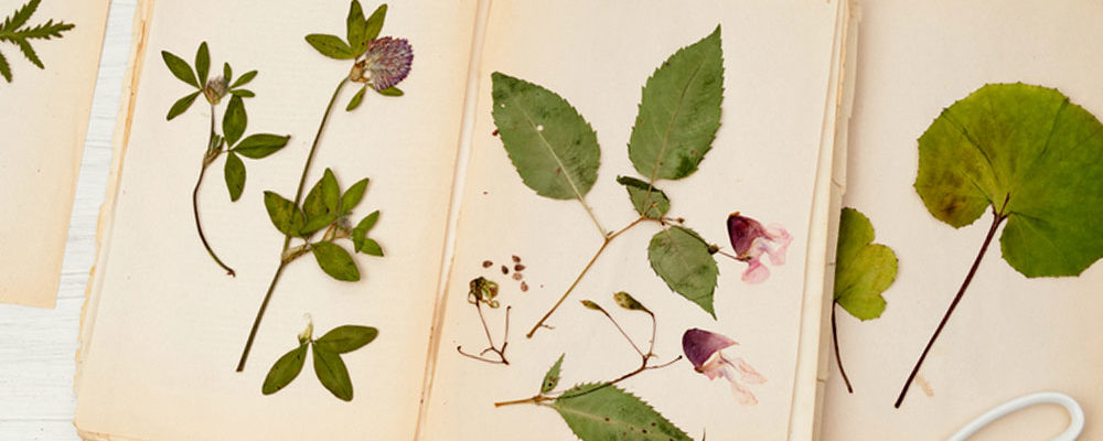 Sortie familiale avec réalisation d’un herbier