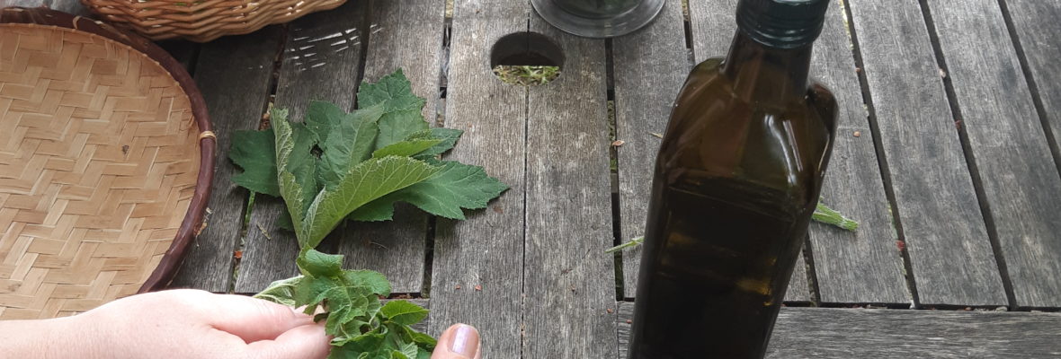 Stage Reconnaissance-cueillette-cuisine & remèdes